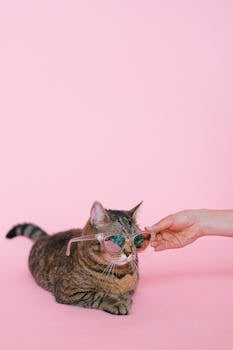 What Makes The Battle Cats So Bizarre Yet Popular